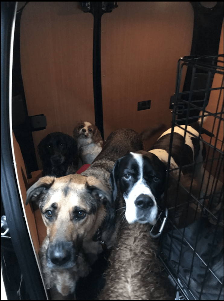 Neglect and Harm to Dogs at The London Dog Walking Company